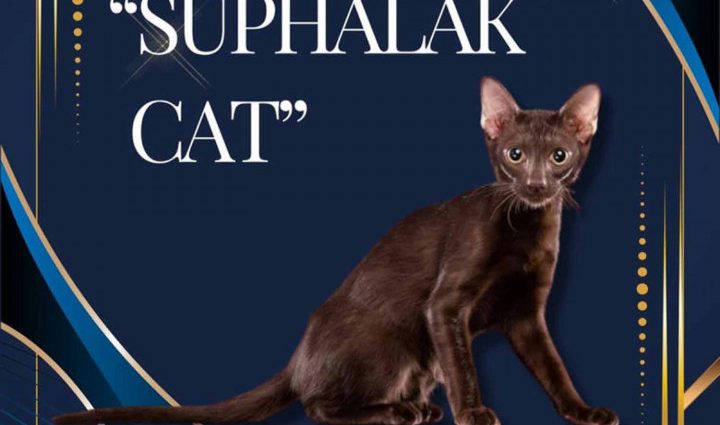 Suphalak cat breed gains global recognition