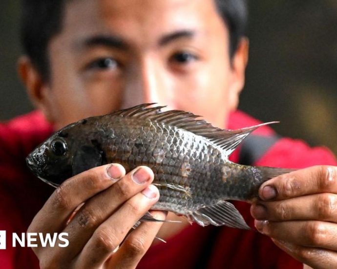 Thailand wages war against invasive blackchin tilapia