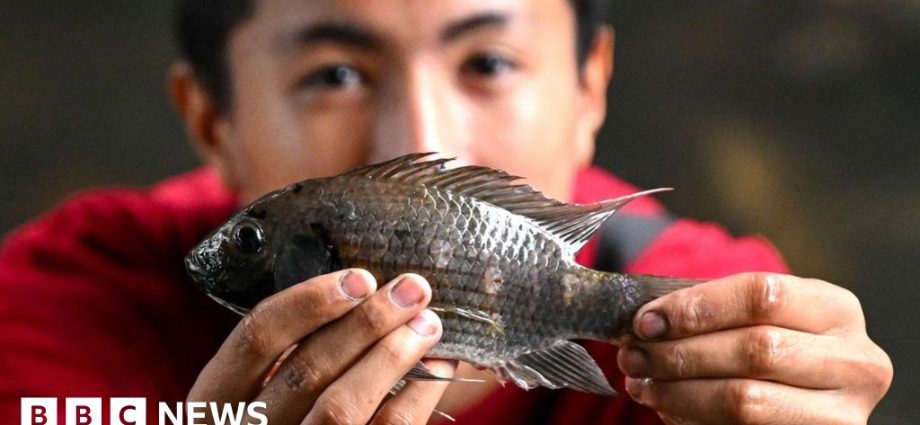 Thailand wages war against invasive blackchin tilapia