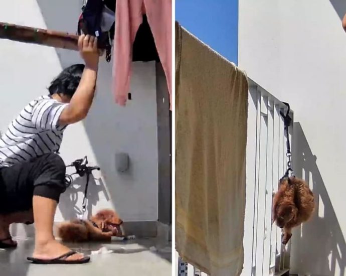 Woman charged over abuse of poodle seen hanging from balcony railing