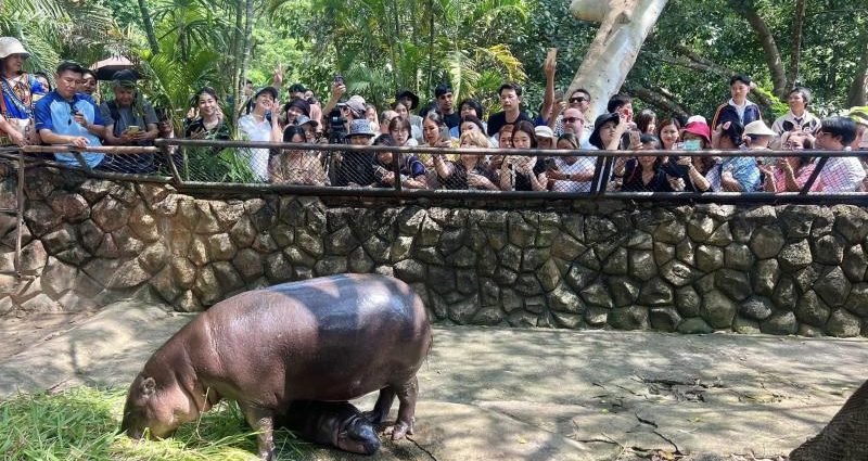 Animal rights group calls for release of Moo Deng