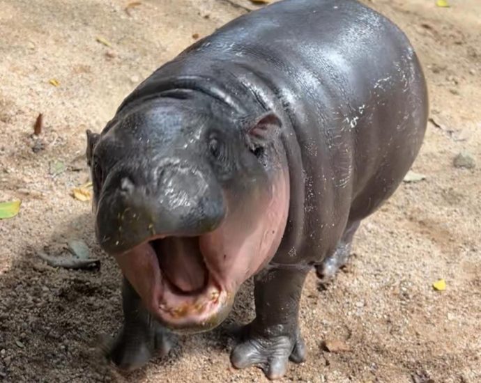 Celebrity Thai hippo Moo Deng goes live online 24/7 for fans