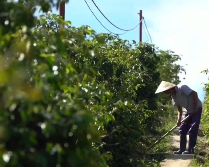 Commentary: Climate change leaves a bitter taste in world’s coffee supply