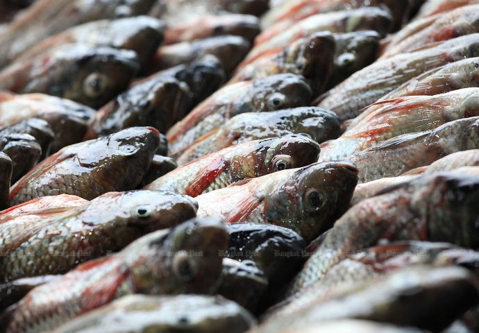 CPF refuses to accept tilapia blame
