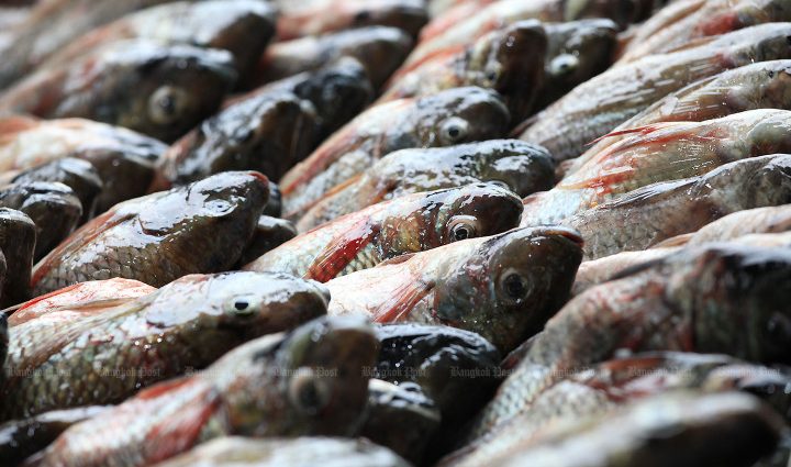 CPF refuses to accept tilapia blame