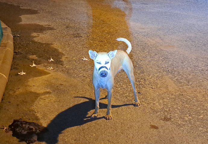 Dogs with mouths taped shut in Pattaya spark debate