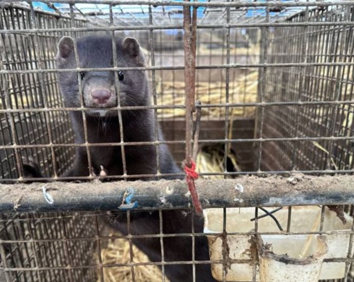 Dozens of viruses detected in Chinese fur farm animals