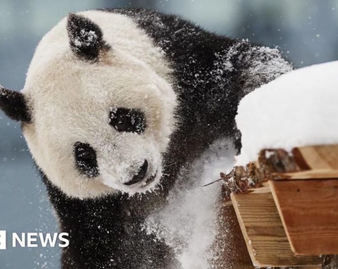 Finland zoo returns pandas to China early due to cost