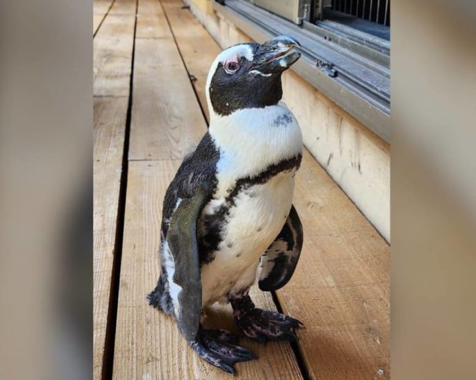 ‘Miracle’ Japan penguin found two weeks after escape