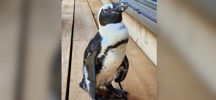 ‘Miracle’ Japan penguin found two weeks after escape