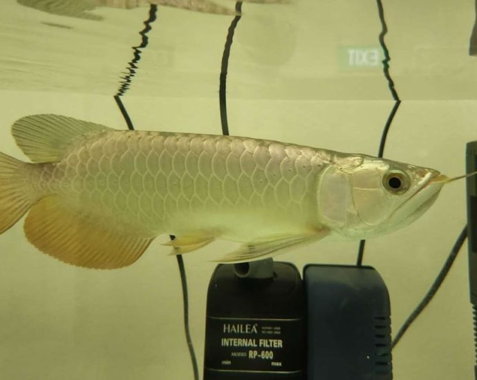 Prosecution seeking jail for man and woman in alleged smuggling of 14 arowanas