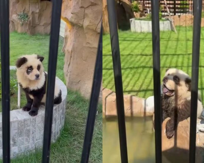 ‘Strange animals’: Chinese internet users ridicule and slam Guangdong zoo’s move to disguise dogs as pandas