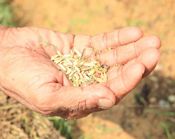 Taking rice to new heights