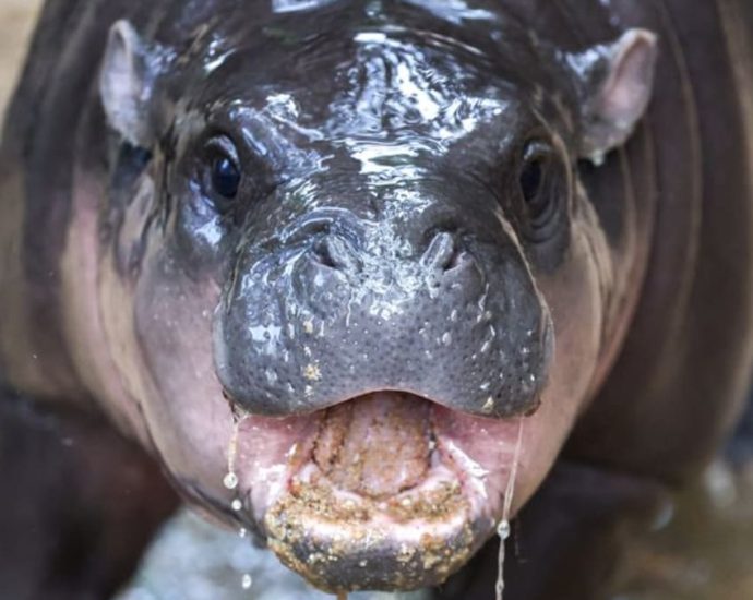 Thai baby hippo internet star draws thousands to its zoo