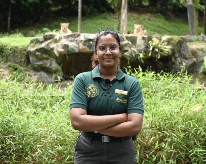 This 27-year-old woman is the keeper of lions at Night Safari: ‘They are like house cats, but 30 times bigger’