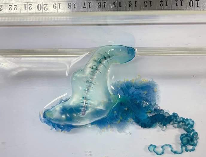 Venomous bluebottle jellyfish swamp Phuket”s Patong beach
