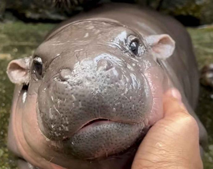 Zoo chief looks for the next ‘Moo Deng’ baby hippo