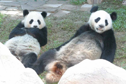 China to lend another pair of giant pandas to Thailand