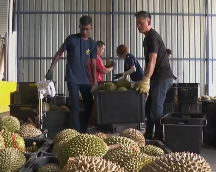 Durian farmers in Malaysia vie to offer more premium varieties to hungry Chinese consumers