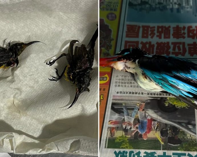 Gardens by the Bay says it does not tolerate poaching after birds found trapped in glue