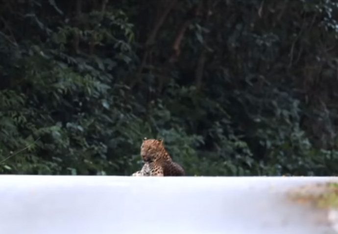 Leopard sighted in Kaeng Krachan park