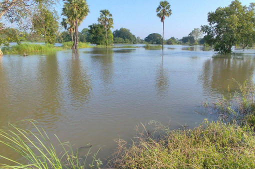 Mun River overflows, flooding farms, low-lying areas in Phimai