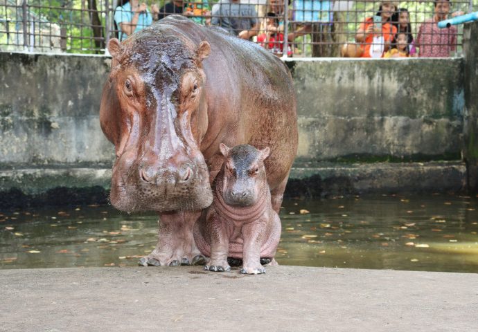 Naming contest for newborn hippo in Si Sa Ket