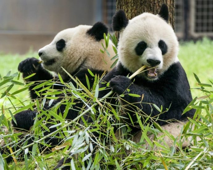 ‘Pandas are coming’: Two new bears depart China for US capital