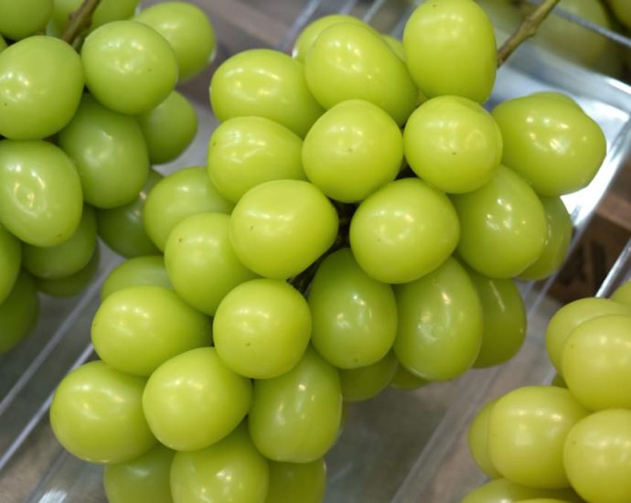 Shine Muscat grapes in Singapore safe to eat, says SFA after Thai contamination concerns