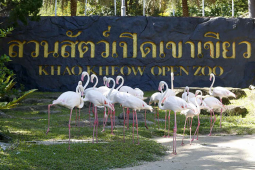 Thai zoo reports tourists seen with slingshot to police