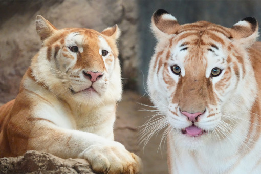 Chiang Mai golden tigresses attract visitors