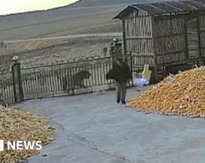 Chinese farmer has near miss with tiger