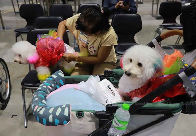 City Hall to enact new pet policy