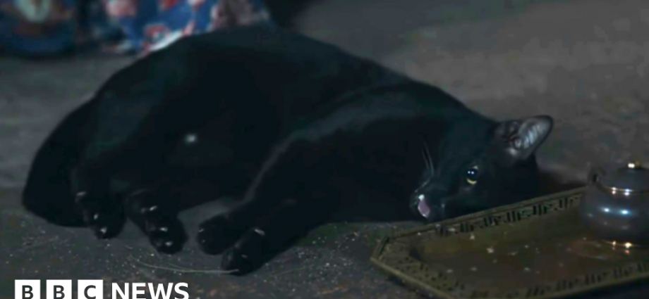 Convulsing cat in Thai TV drama sparks abuse concerns