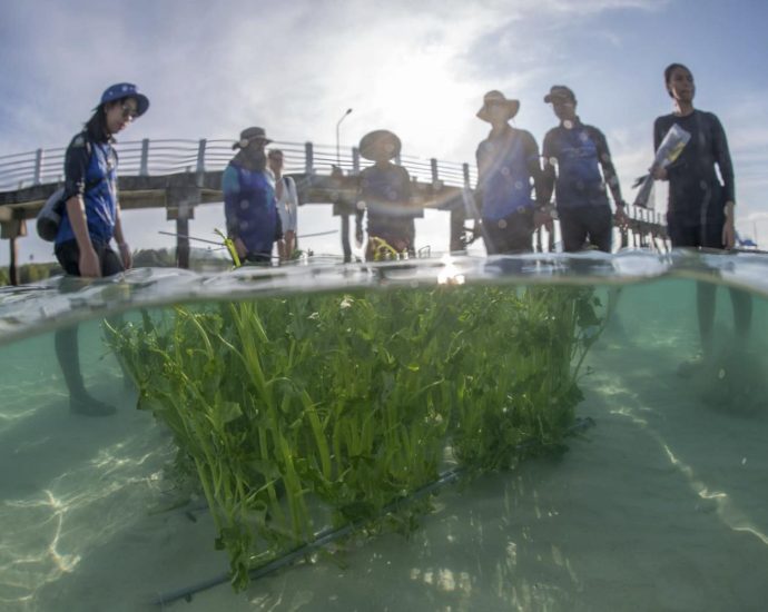 Dugongs ‘may decline 70%’