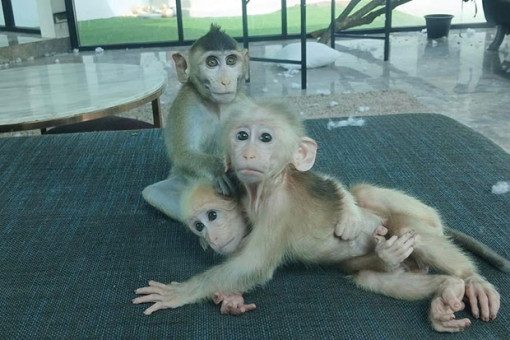 Frenchman charged for illegally possessing baby macaques