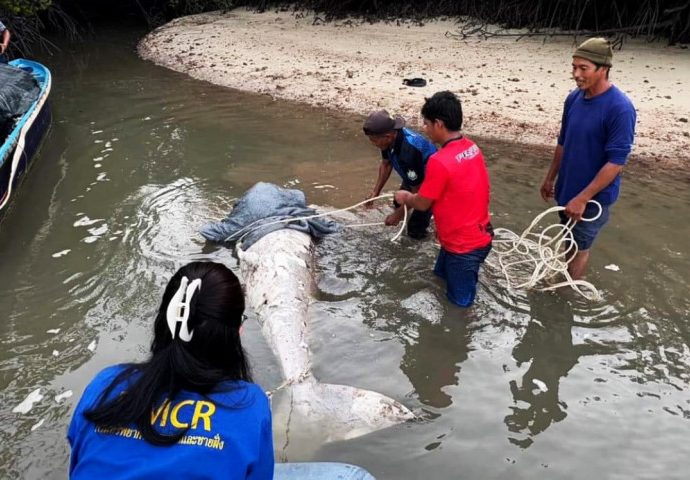 Headless dugong found floating off Phuket coast