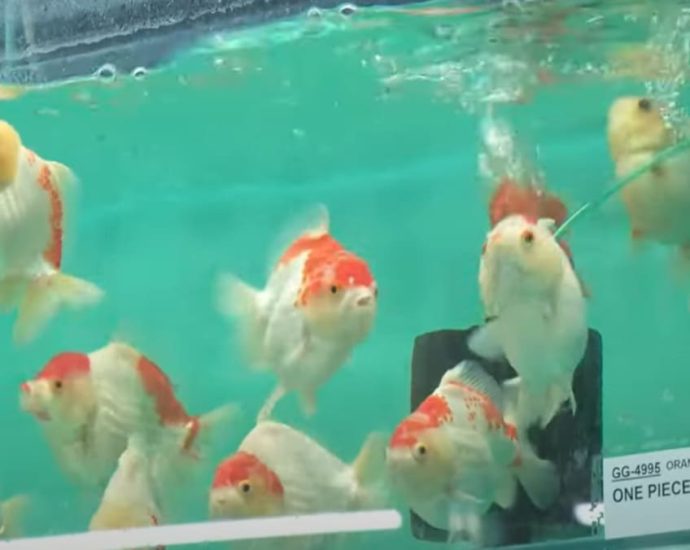 How ornamental fish farms in Singapore are using technology to stay afloat