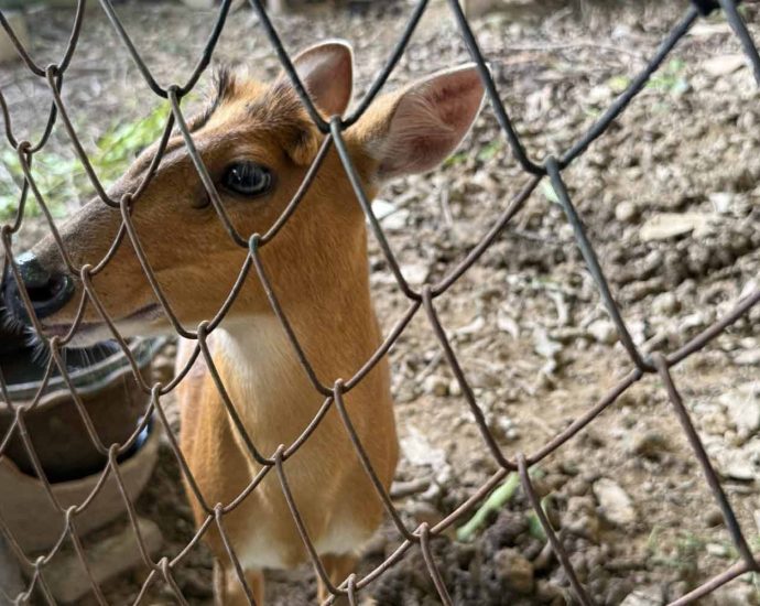 Illegally kept deer found at accused fenghsui master’s house