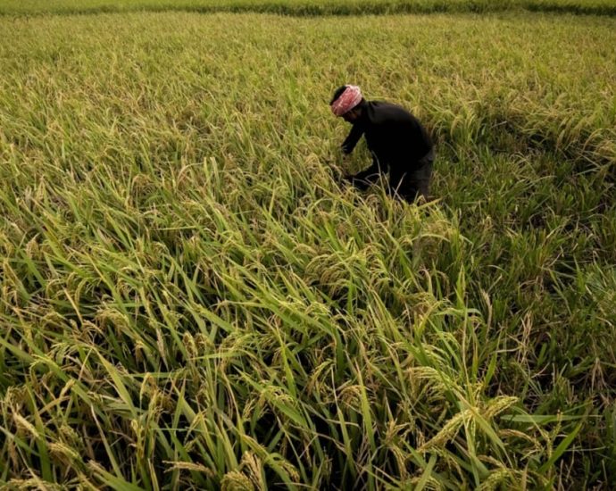 India looks to sow more climate-resilient crops as it braces for more heatwaves, water crises