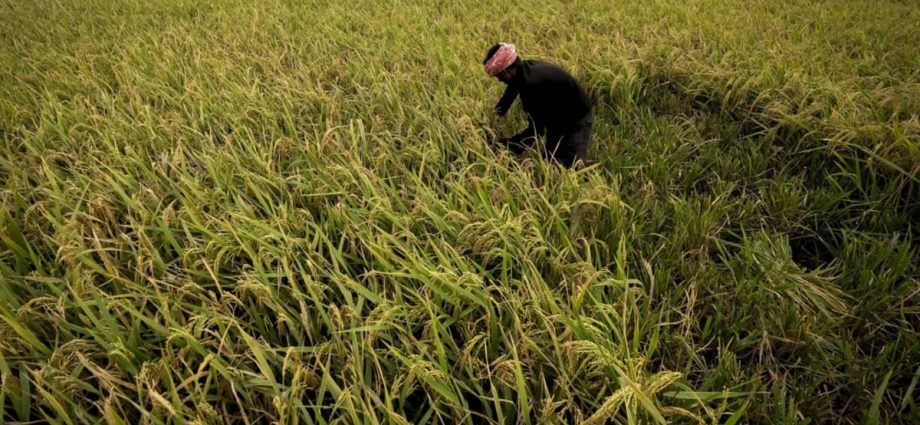 India looks to sow more climate-resilient crops as it braces for more heatwaves, water crises