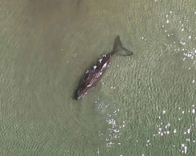 Inquiry into Thailand’s rising dugong death toll expanded