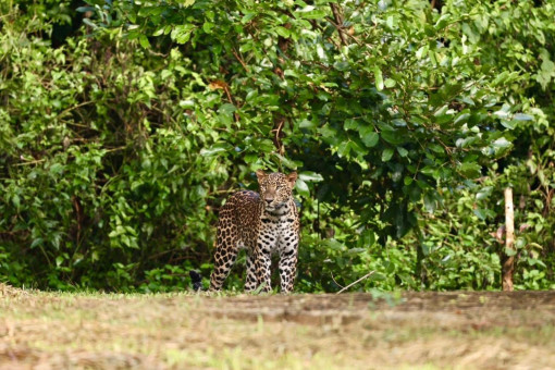 Leopard spotted in Kaeng Krachan park