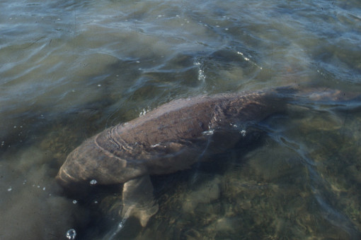 Lone dugong spotted in Trang survey