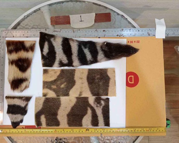 Man arrested with dozens of tiger skin products