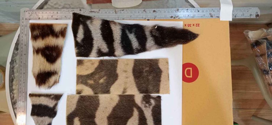 Man arrested with dozens of tiger skin products