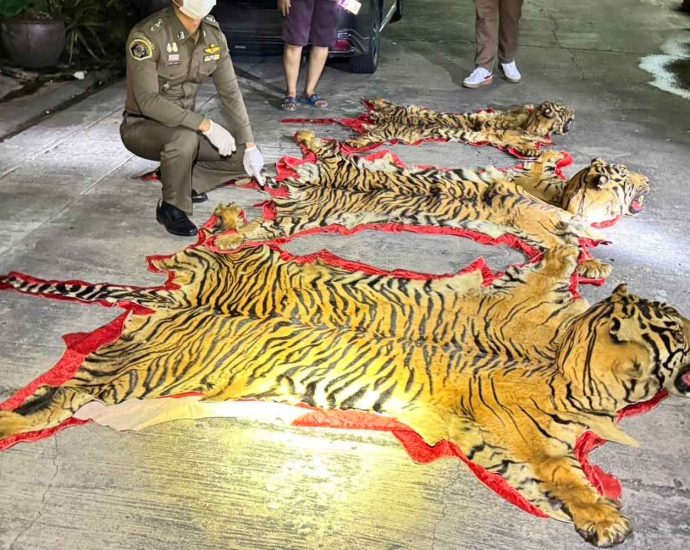 Man caught with Sumatran tiger carcasses outside Bangkok