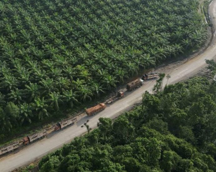 Nestle, P&G investigate palm oil sourcing after green group’s Indonesia deforestation report