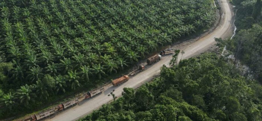 Nestle, P&G investigate palm oil sourcing after green group’s Indonesia deforestation report