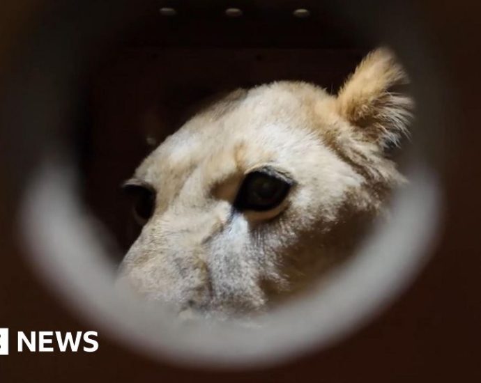 North Korea: Putin gifts Pyongyang zoo with lion, brown bears